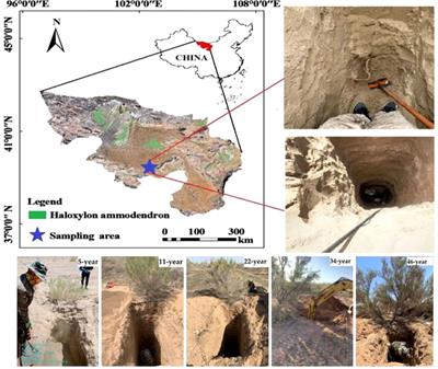 Response of soil water content temporal stability to stand age of Haloxylon ammodendron plantation in Alxa Desert, China